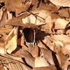 A mourning cloak butterfly, a hopeful sign that winter is over.  MARY RICHMOND PHOTO