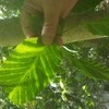 An example of beech leaf disease.  CHRIS BROTHERS PHOTO
