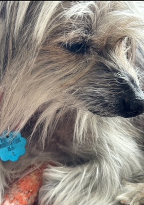 Louie the Chinese crested hairy hairless, Brewster’s Top Dog, models his #1 dog tag.  COURTESY PHOTOS