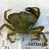 The green crab has few predators, aggressively hunts and eats its prey, destroys seagrass, and outcompetes local species for food and habitat. NOAA PHOTO