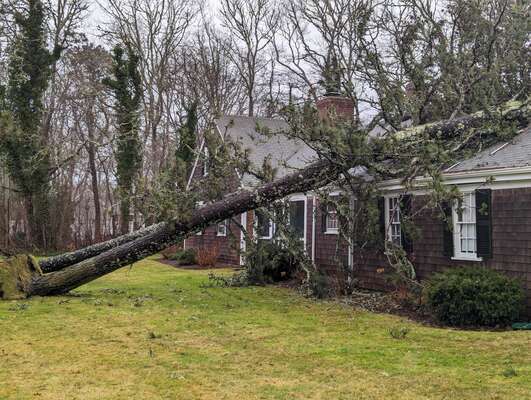 The winds toppled several tree limbs on houses, and dropped two large pine trees on the garage of a house on Brooks Road, Harwich Port.