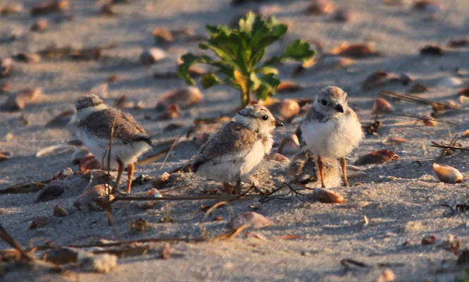 Piping plovers nested in strong numbers on beaches in Chatham this year. FILE PHOTO